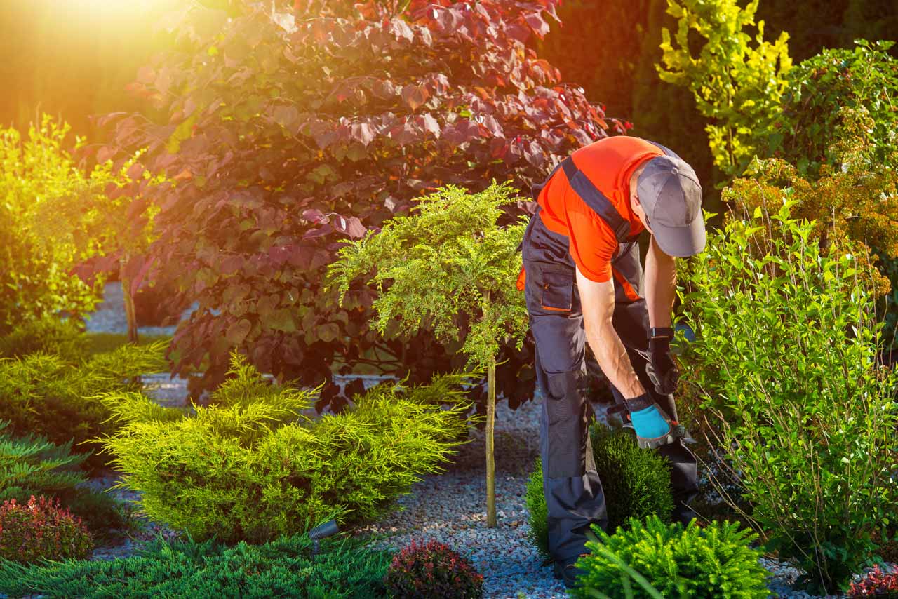 Planting and removal Planting & Removal