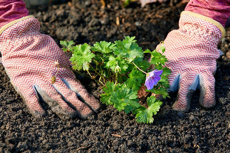 gardening-reduces-stress-planting About Landscape Design